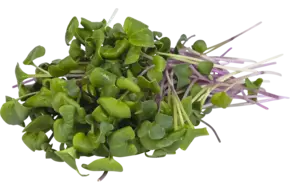 China rose cress 50gr